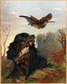 Cocker en Bécasse - Arthur Fitzwilliam Tait — weergave van het kunstwerk