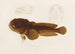 Batrachus algeriensis - Arthus Bertrand — weergave van het kunstwerk