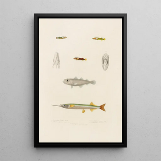Arthus Bertrand - Hemiramphus Picarti Gadiculus argenteus Lepadogaster lineatusLepadogaster maculatus Lepadogaster punctatus.webp
