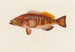 Serranus cabrilla - Arthus Bertrand — weergave van het kunstwerk