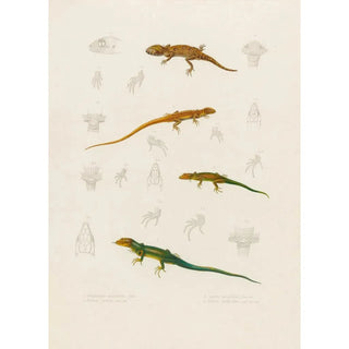 Arthus Bertrand - Stenodactylus Mauritanicus Lacerta perspicillata Eremias pardalis Lacerta perspicillata.webp