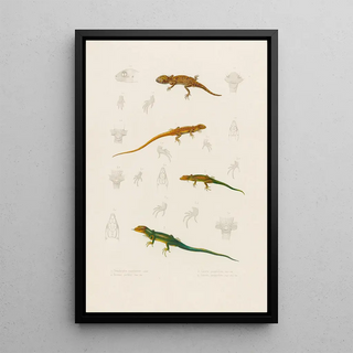 Arthus Bertrand - Stenodactylus Mauritanicus Lacerta perspicillata Eremias pardalis Lacerta perspicillata.webp
