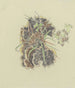 Study of Plants - August Babberger — artwork view