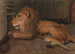 Leeuw bij Artis Amsterdam - Auguste Allébé — weergave van het kunstwerk