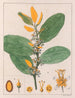 A. Erythroxylum Suberosum B. Erythroxylum Deciduum - Auguste de Saint-Hilaire — artwork view