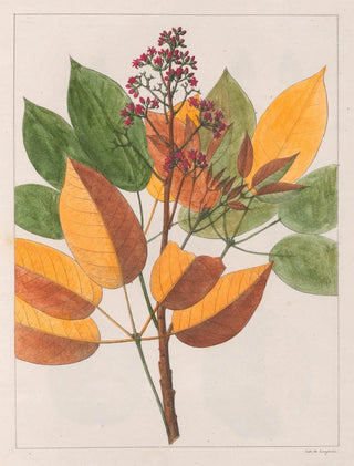 Auguste de SaintHilaire - Anda Gomesii.webp