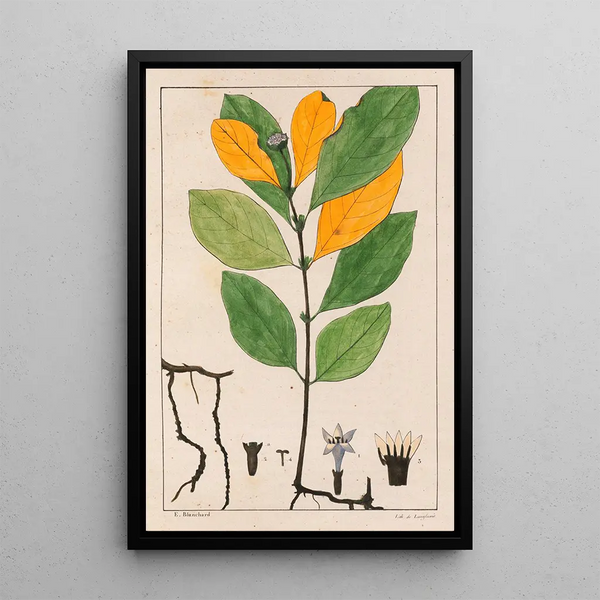 Cepaelis Ipecacuanha - Auguste de Saint-Hilaire — ingelijst kunstwerk aan de muur