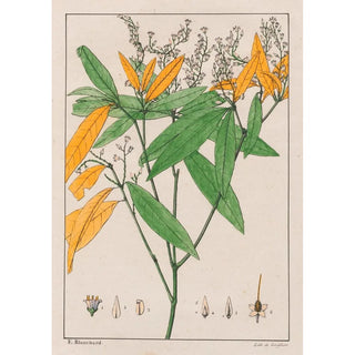 Auguste de SaintHilaire - Conohoria Lobolobo.webp