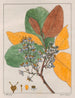 Curatella les deux - Auguste de Saint-Hilaire — weergave van het kunstwerk