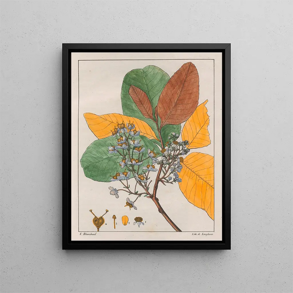 Auguste de SaintHilaire - Curatella ambaba.webp