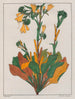 Échius plantagineum - Auguste de Saint-Hilaire — artwork view