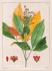 Evodia febrifuga - Auguste de Saint-Hilaire — weergave van het kunstwerk