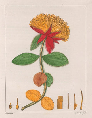 Auguste de SaintHilaire - Gomphrena Officinalis.webp