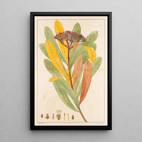 Hortia Brasiliana - Auguste de Saint-Hilaire — ingelijst kunstwerk aan de muur