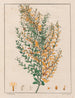 Ionidium parviflorum - Auguste de Saint-Hilaire — weergave van het kunstwerk