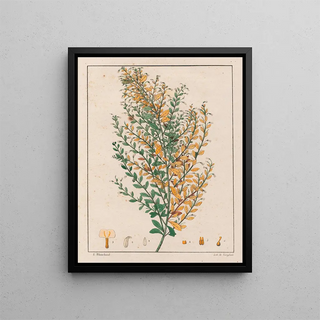 Auguste de SaintHilaire - Ionidium Parviflorum.webp