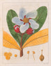 Kielmayera speciosa V.A. - Auguste de Saint-Hilaire — weergave van het kunstwerk