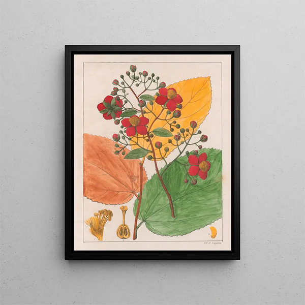 Luhea paniculata - Auguste de Saint-Hilaire — ingelijst kunstwerk aan de muur