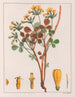 Oxalis fulva - Auguste de Saint-Hilaire — weergave van het kunstwerk