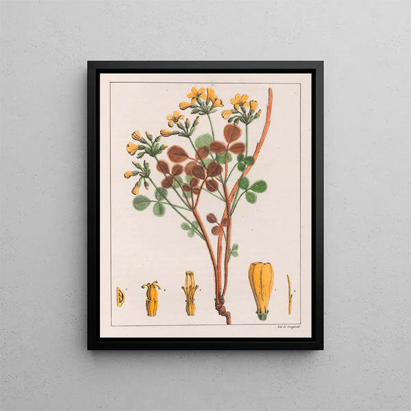 Oxalis fulva - Auguste de Saint-Hilaire — ingelijst kunstwerk aan de muur