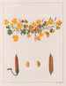 Oxalis repens - Auguste de Saint-Hilaire — weergave van het kunstwerk