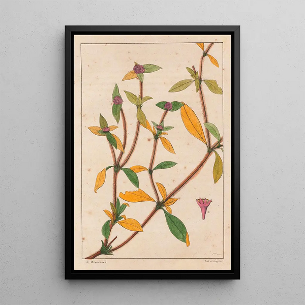 Richardsonia Rosea - Auguste de Saint-Hilaire — ingelijst kunstwerk aan de muur
