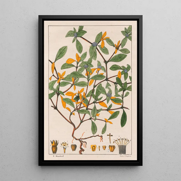 Richardsonia Scabra - Auguste de Saint-Hilaire — ingelijst kunstwerk aan de muur