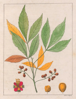 Auguste de SaintHilaire - Schmidelia Edulis.webp