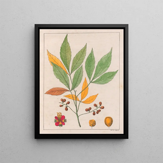 Auguste de SaintHilaire - Schmidelia Edulis.webp