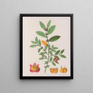 Auguste de SaintHilaire - Sida Carpinifolia.webp