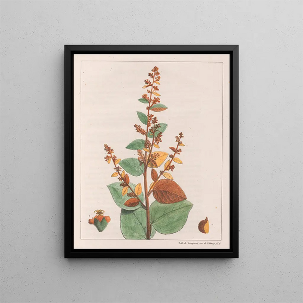 Comme micrantha - Auguste de Saint-Hilaire — ingelijst kunstwerk aan de muur