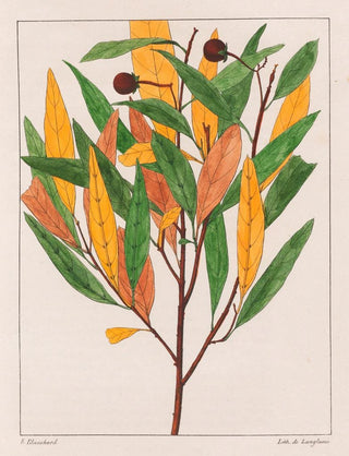 Auguste de SaintHilaire - Solanum Pseudoquina.webp