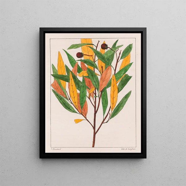 Solanus pseudoquina - Auguste de Saint-Hilaire — ingelijst kunstwerk aan de muur