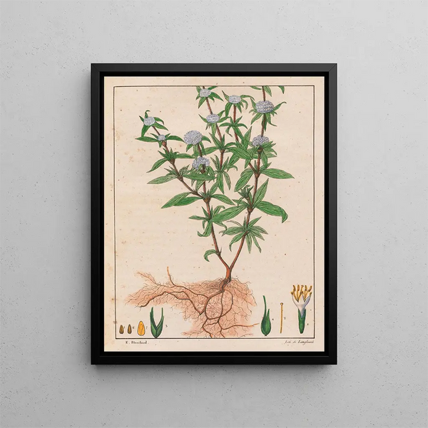 Spermacoce ferruginea - Auguste de Saint-Hilaire — ingelijst kunstwerk aan de muur