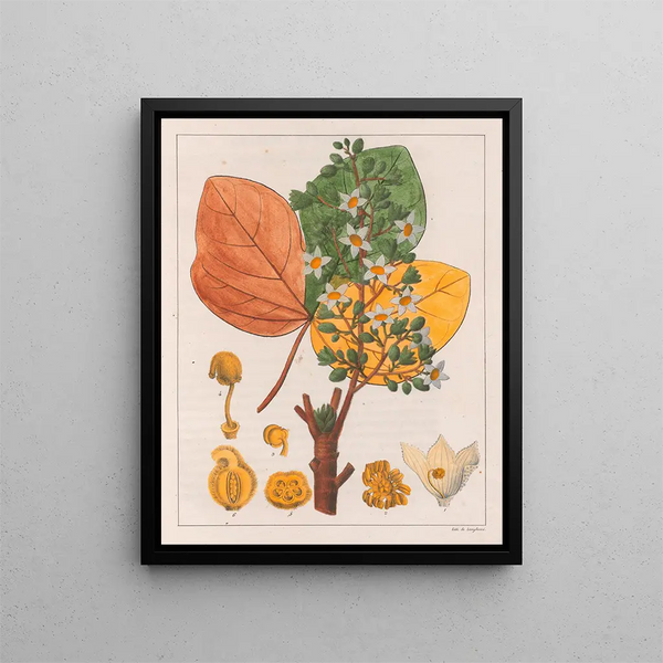 Fumier de chicha - Auguste de Saint-Hilaire — ingelijst kunstwerk aan de muur