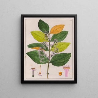 Auguste de SaintHilaire - Strychnos Pseudoquina.webp