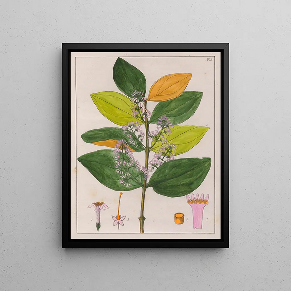 Strychnos pseudoquina - Auguste de Saint-Hilaire — ingelijst kunstwerk aan de muur
