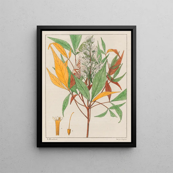 Ticorea febrifuga - Auguste de Saint-Hilaire — ingelijst kunstwerk aan de muur