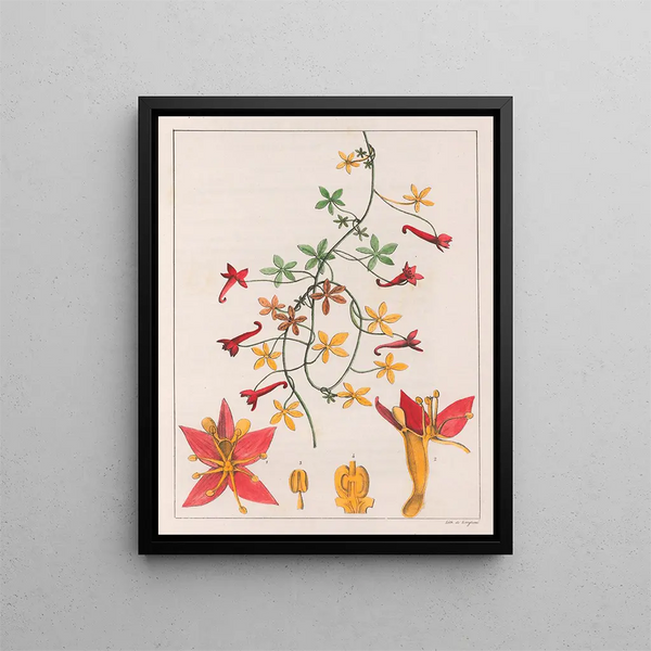 Tropaeolum pentaphyllum - Auguste de Saint-Hilaire — ingelijst kunstwerk aan de muur