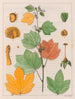 Urena lobata - Auguste de Saint-Hilaire — artwork view