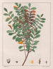 Zanthoxylum hyemale - Auguste de Saint-Hilaire — weergave van het kunstwerk