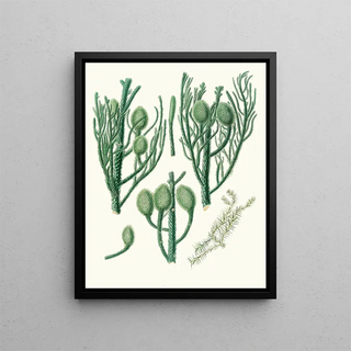 Aylmer Bourke Lambert - Araucaria Cunninghamii Moreton Bay pine.webp