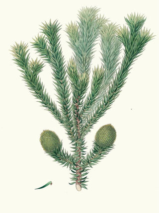 Aylmer Bourke Lambert - Arucaria Brasiliana Brazil pine.webp