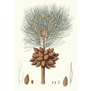 Aylmer Bourke Lambert - Pinus brutia Calabrian pine.webp
