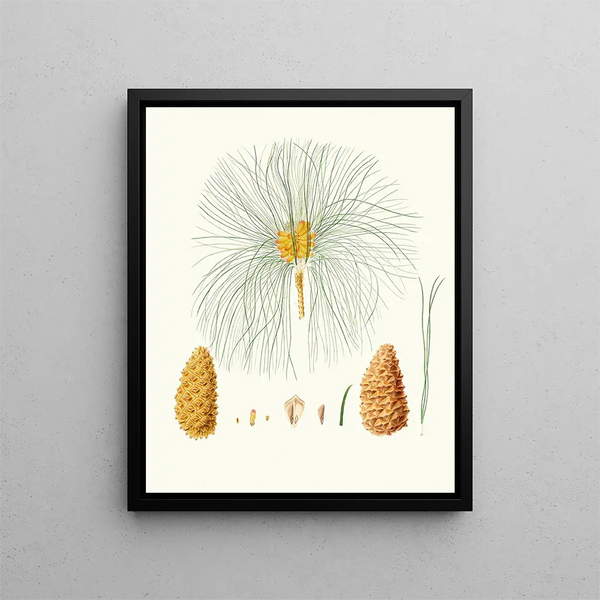 Aylmer Bourke Lambert - Pinus canariensis Canary pine.webp