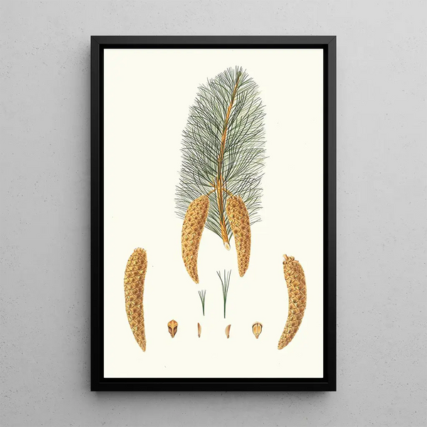 Aylmer Bourke Lambert - Pinus monticola Shortleaved Weymouth pine Western white pine.webp