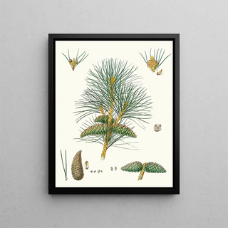 Aylmer Bourke Lambert - Pinus pallasiana Tartarian pine.webp