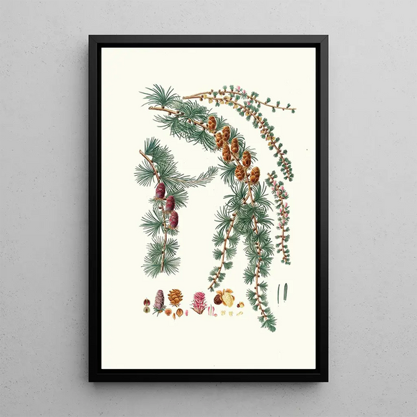 Aylmer Bourke Lambert - Pinus pendula Black larch.webp