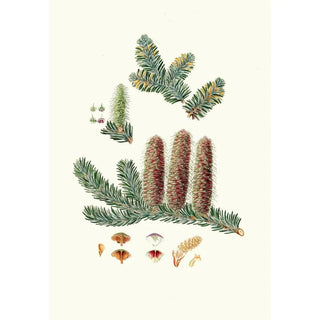 Aylmer Bourke Lambert - Pinus picea Silver fir.webp