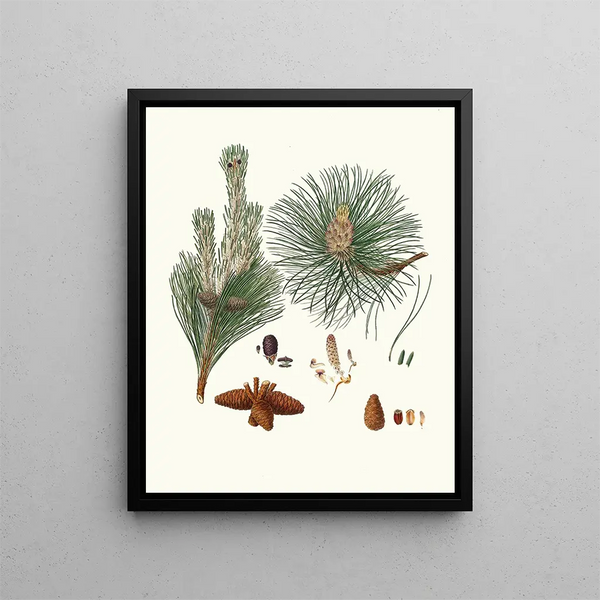 Aylmer Bourke Lambert - Pinus resinosa Pitch pine.webp